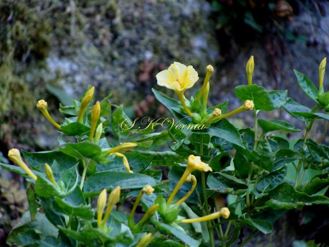 Plant
